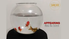 APPEARING FISH IN BOWL