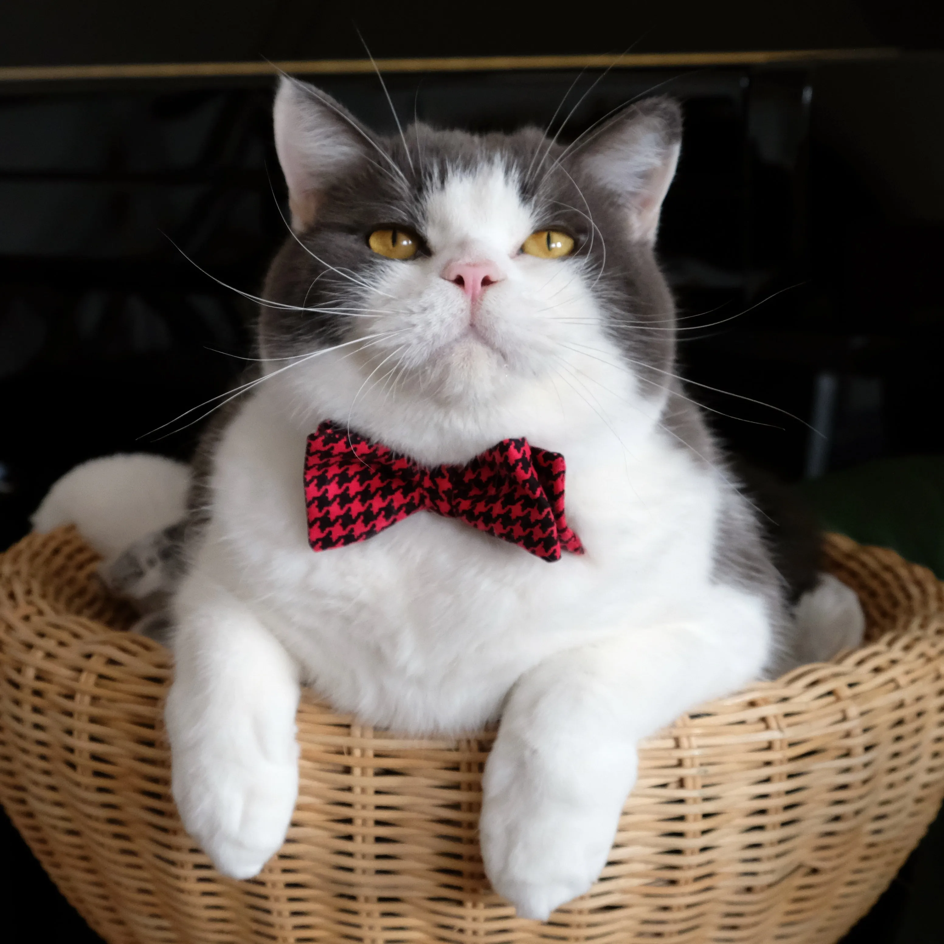 Dandy Cat