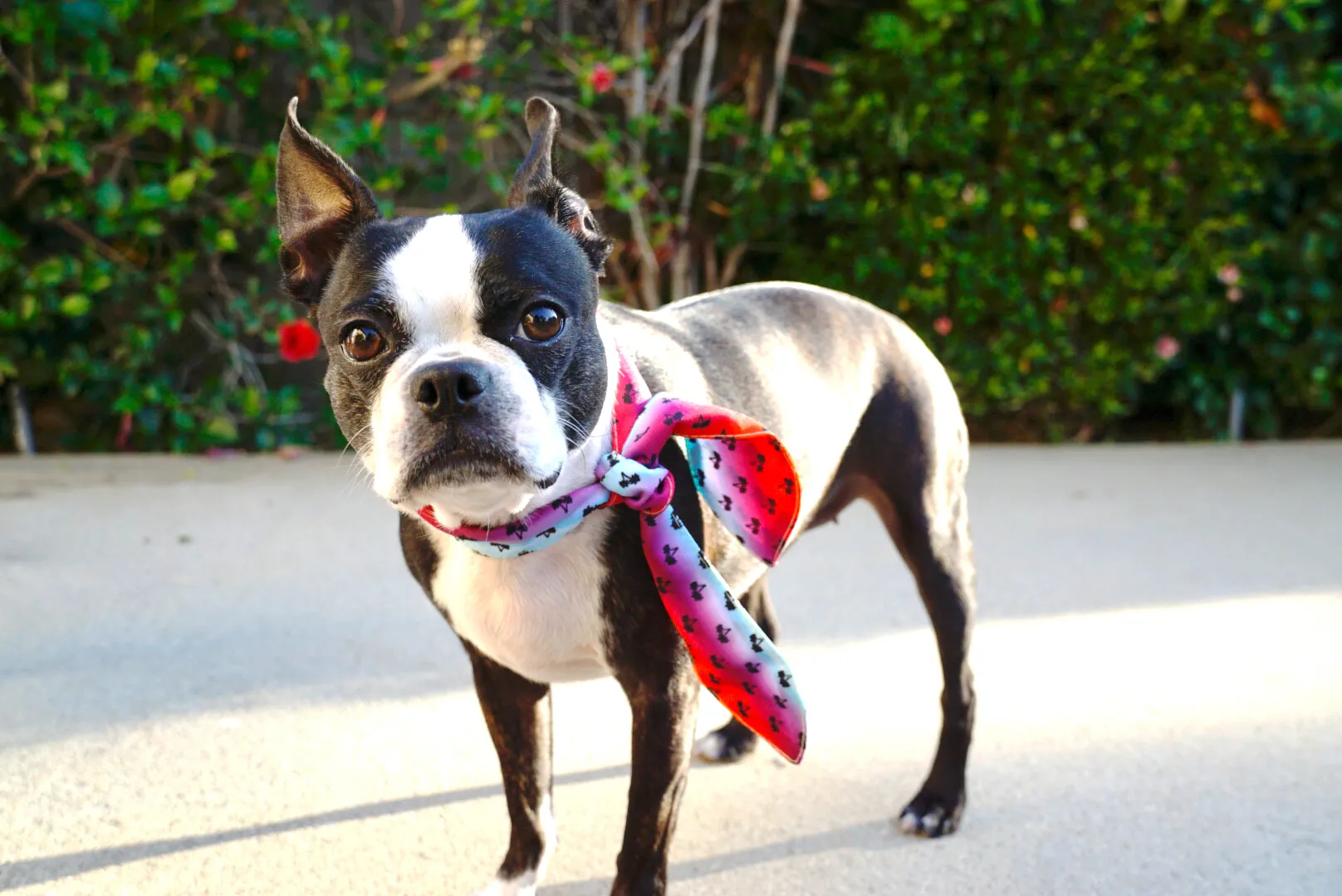 Frenchiestore Pet Scarf |  California Dreamin'