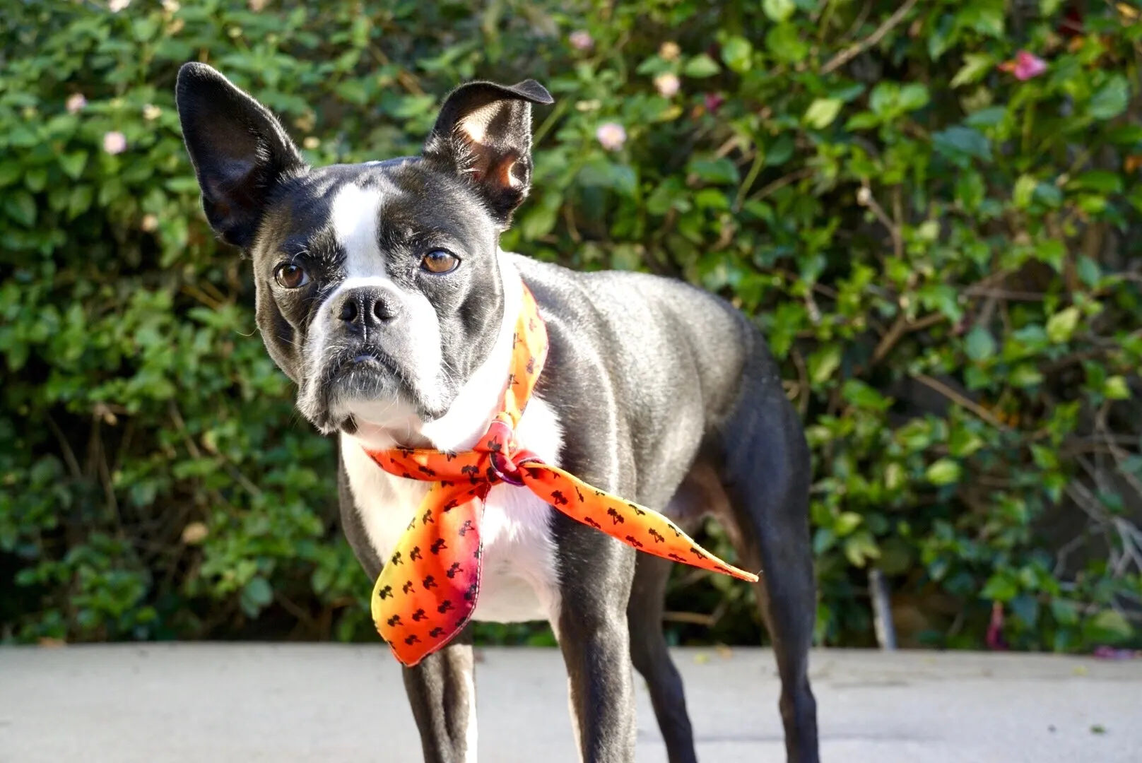 Frenchiestore Pet Scarf |  California Dreamin'